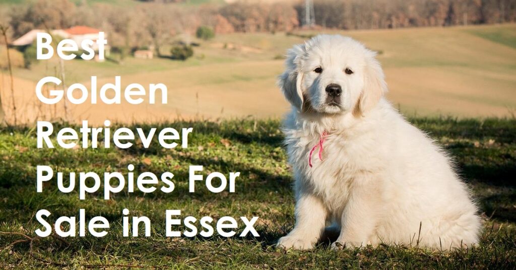 Find The Best Golden Retriever Puppies For Sale Essex
