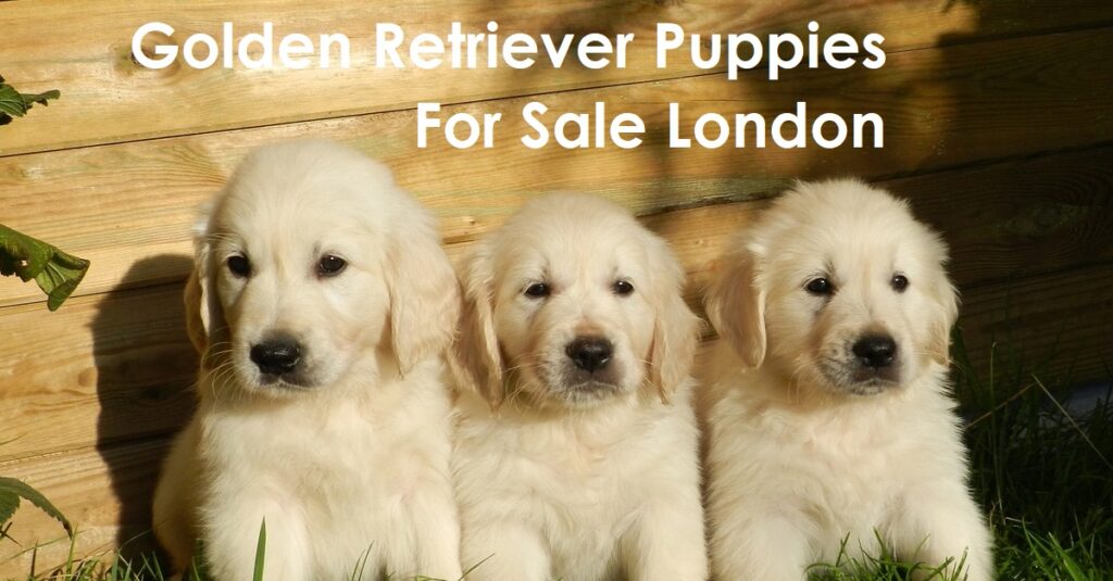 Here’s How To Find Golden Retriever Puppies For Sale London