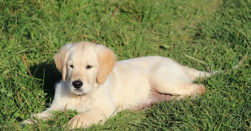 Where to Find Golden Retriever Puppies For Sale Yorkshire