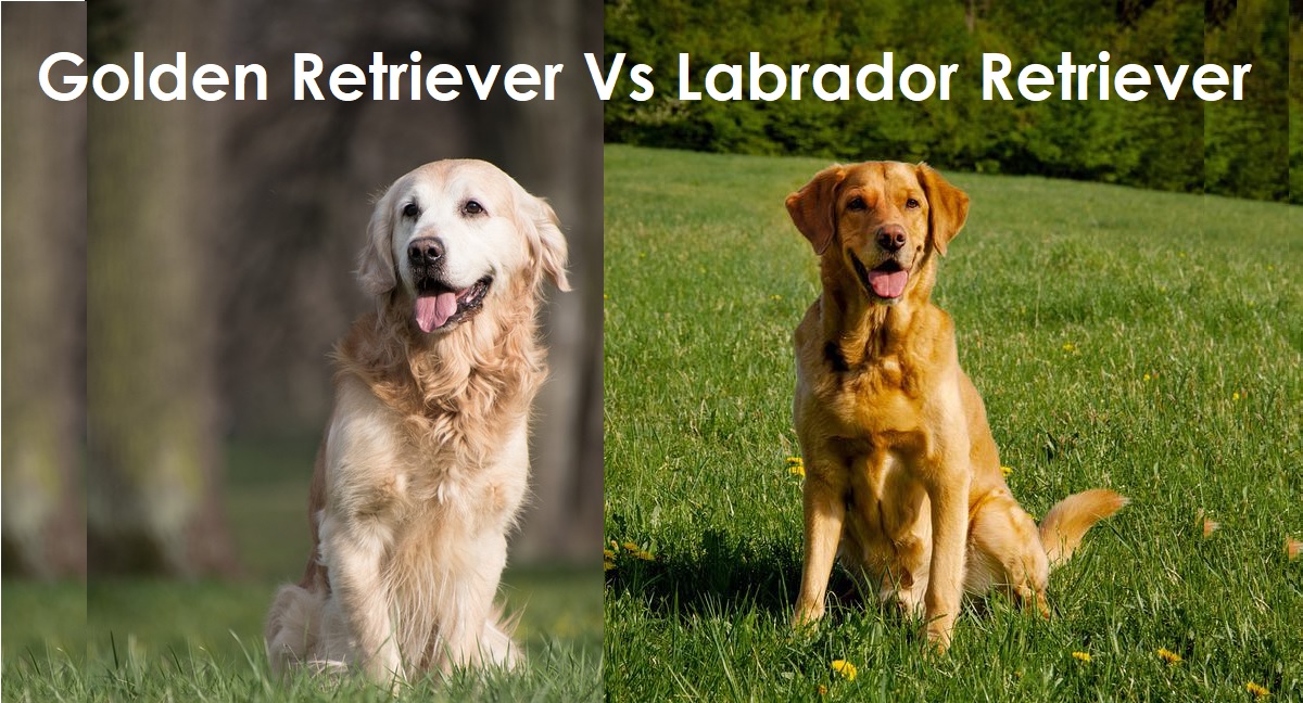 Golden Retriever Vs Labrador Retriever - 6 Facts We Love Retriever