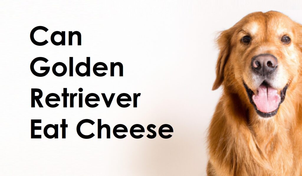 Can Golden Retriever Eat