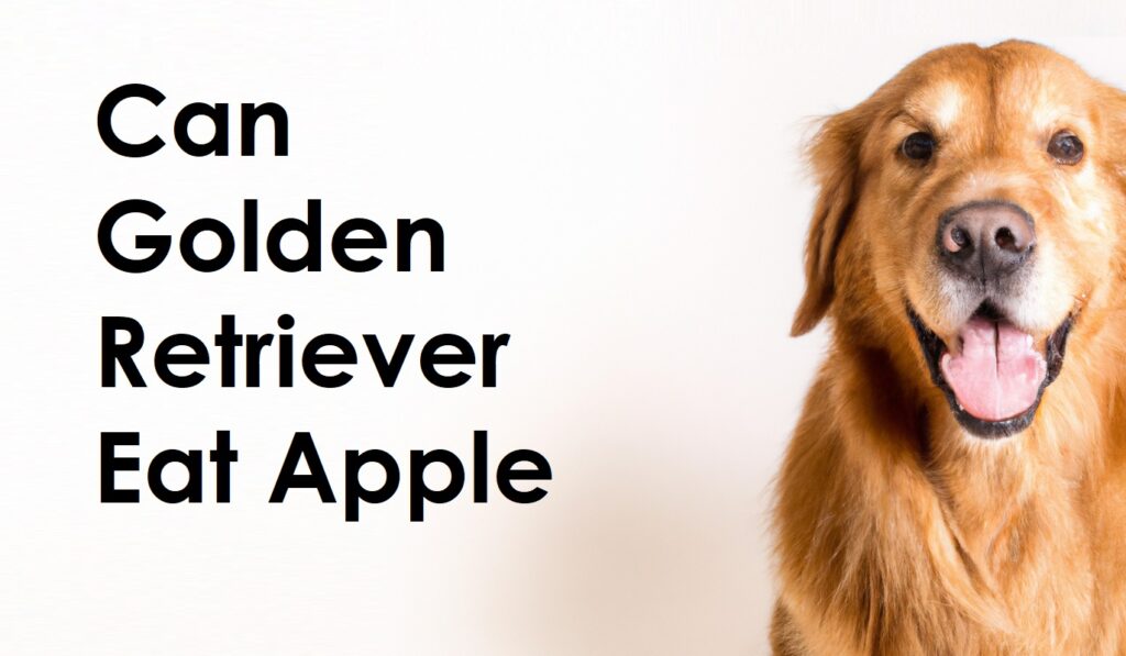 Can Golden Retriever Eat Apple