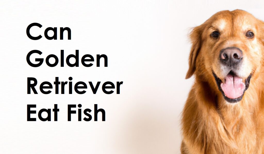 Can Golden Retriever Eat Fish
